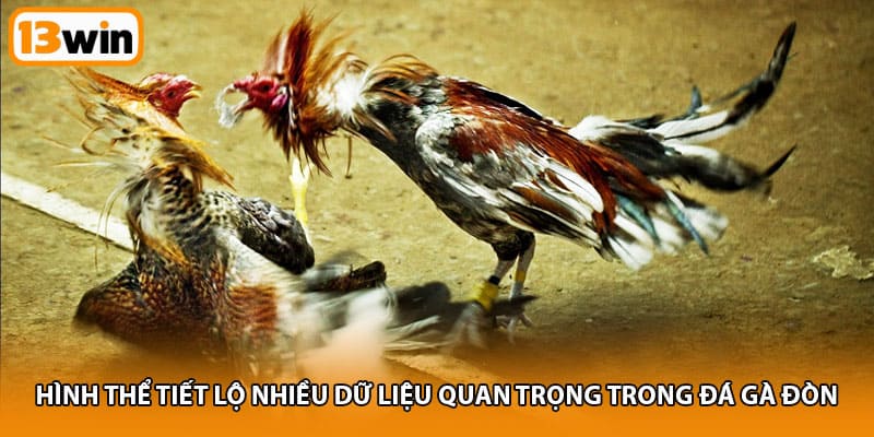 Hình thể tiết lộ nhiều dữ liệu quan trọng trong đá gà đòn